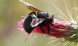昆虫视频,微观视角下的奇妙生命之旅