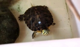 乌龟视频,诠释生命的从容与坚韧