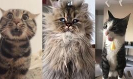 猫视频搞笑,猫咪视频里的欢乐瞬间